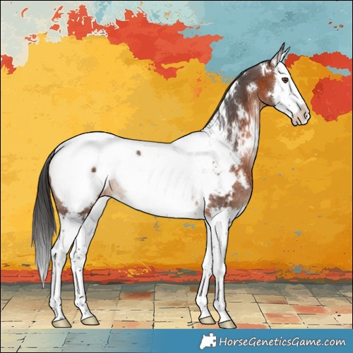 Horse Color:White Spotted Brown Splash Appaloosa Rabicano 