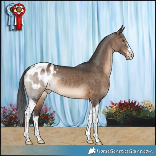 Horse Color:Brown Dun Sabino Tobiano Appaloosa Rabicano 