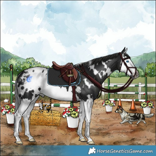 Horse Color:Gray White Spotted Black Splash Appaloosa 