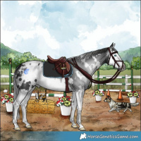 Horse Color:Gray White Spotted Black Splash Appaloosa 