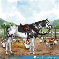 Horse Color:Gray White Spotted Black Splash Appaloosa 
