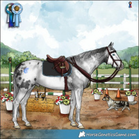 Horse Color:Gray White Spotted Black Splash Appaloosa 