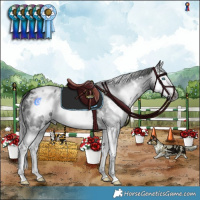 Horse Color:Gray White Spotted Black Splash Blanket