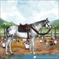 Horse Color:Gray White Spotted Black Splash Appaloosa 