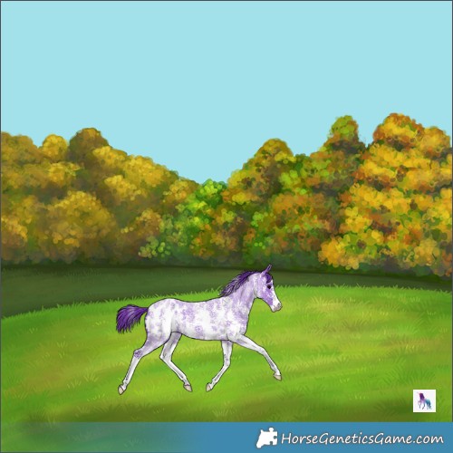 Horse Color:Watercolor Blue Roan Sabino Appaloosa 