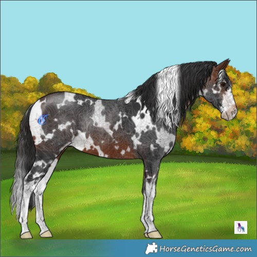 Horse Color:White Spotted Brown