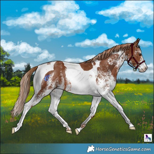 Horse Color:White Spotted Chestnut Tobiano 