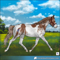 Horse Color:White Spotted Chestnut Tobiano 