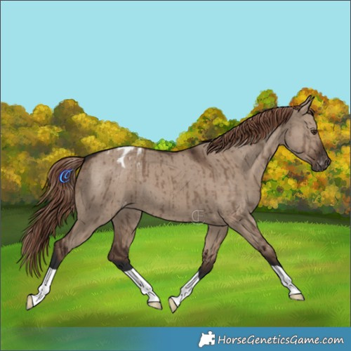 Horse Color:Liver Red Dun Appaloosa Brindle 