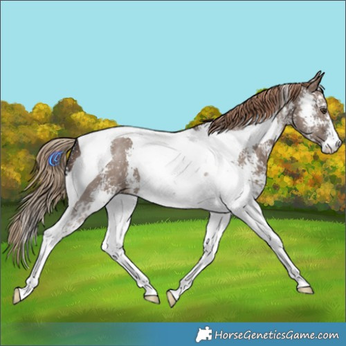 Horse Color:Liver Red Dun Sabino Tobiano 