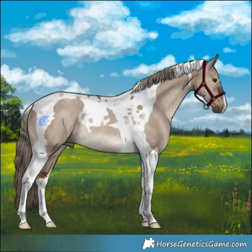 Horse Color:Liver Red Dun Tobiano Rabicano 