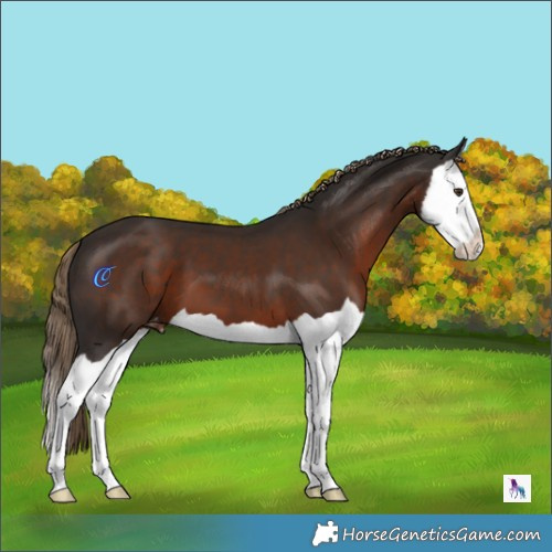 Horse Color:Liver Chestnut Splash Appaloosa 