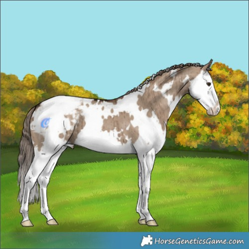 Horse Color:White Spotted Liver Red Dun Splash Appaloosa Brindle 