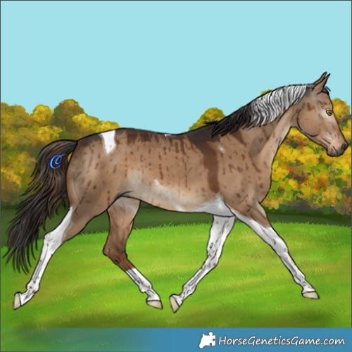 Horse Color:Gray Liver Red Dun Tobiano Brindle