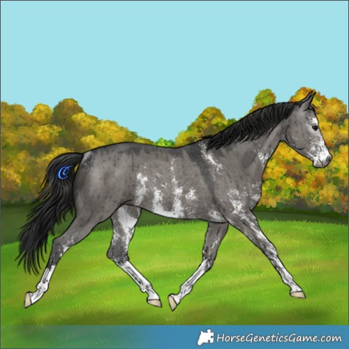 Horse Color:Gray Grullo Sabino Rabicano Brindle