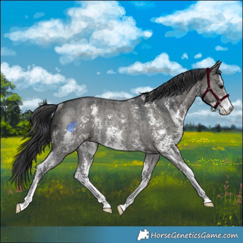 Horse Color:Grullo Sabino Rabicano Brindle