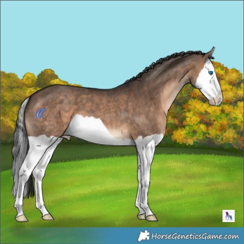 Horse Color:Brown Dun Splash