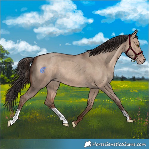 Horse Color:Sable Champagne Dun