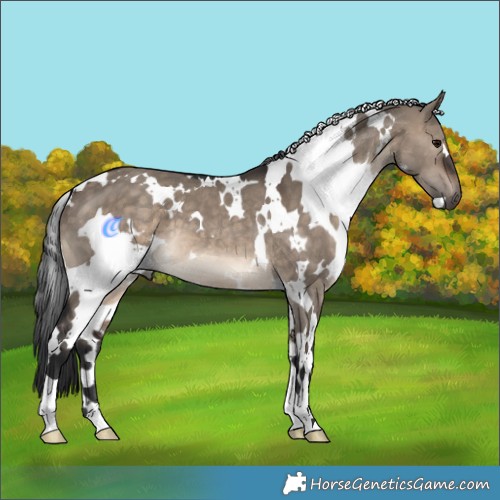 Horse Color:White Spotted Brown Dun