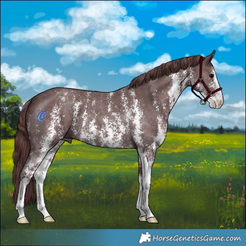 Horse Color:Chocolate Black Sabino 