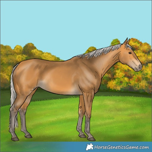 Horse Color:Silver Buckskin 