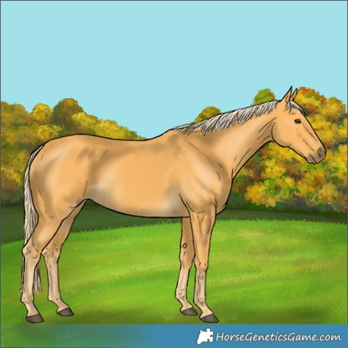 Horse Color:Palomino 