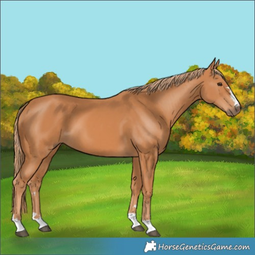 Horse Color:Chestnut 
