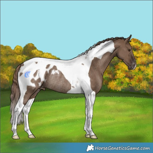 Horse Color:Liver Red Dun Tobiano Appaloosa Rabicano 
