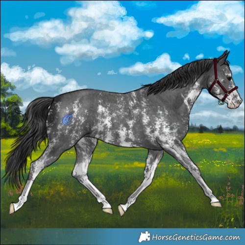 Horse Color:Black Sabino