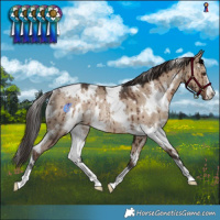 Horse Color:White Spotted Liver Red Dun Rabicano Brindle 