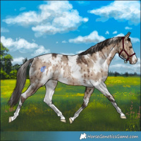 Horse Color:White Spotted Liver Red Dun Rabicano Brindle