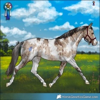 Horse Color:White Spotted Liver Red Dun Rabicano Brindle