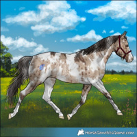 Horse Color:White Spotted Liver Red Dun Rabicano Brindle