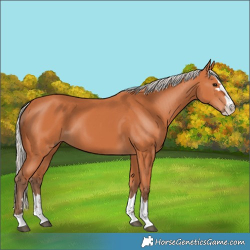 Horse Color:Silver Bay 