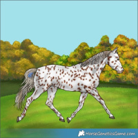 Horse Color:Chestnut Appaloosa 