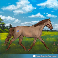Horse Color:Red Dun 