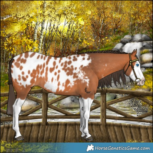 Horse Color:Bay Splash Frame Appaloosa