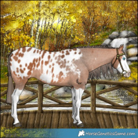 Horse Color:Bay Splash Frame Near Leopard 