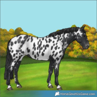 Horse Color:Black Appaloosa 