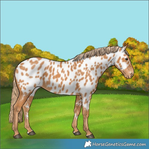 Horse Color:Chestnut Appaloosa