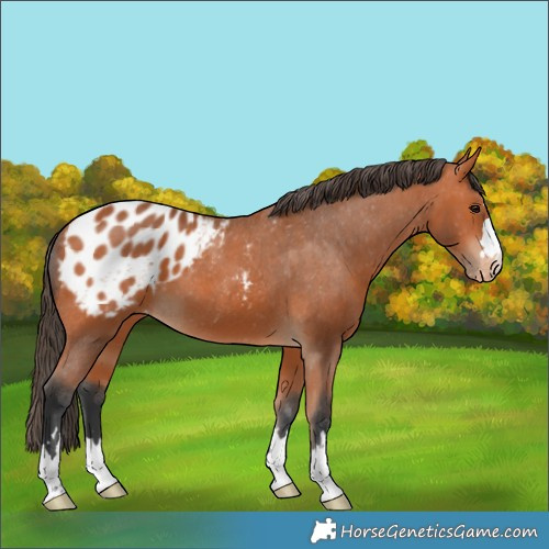 Horse Color:Bay Appaloosa 