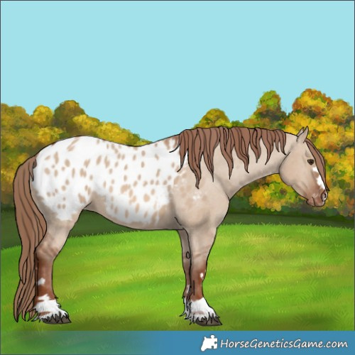 Horse Color:Red Dun Appaloosa