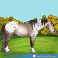 Horse Color:Gray Amber Champagne Tobiano Appaloosa 