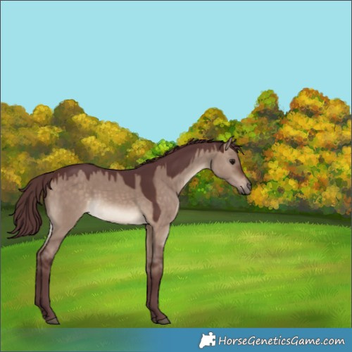Horse Color:Chocolate Brown Dun 