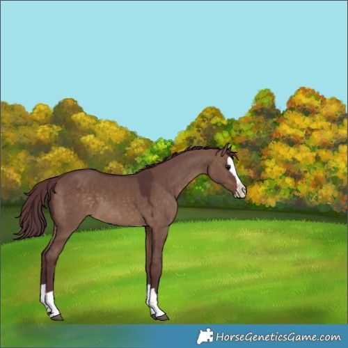 Horse Color:Chocolate Brown Dun Splash 