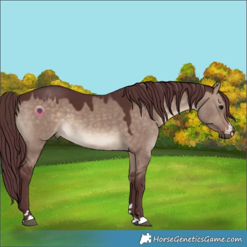 Horse Color:Chocolate Brown Dun 
