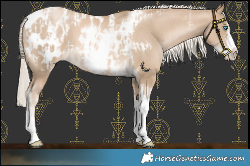 Horse Color:Chocolate Palomino Pearl Tobiano Frame  and Chocolate Palomino Pearl Tobiano Frame Near Leopard 