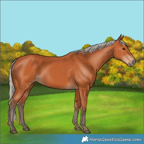 Horse Color:Silver Bay 