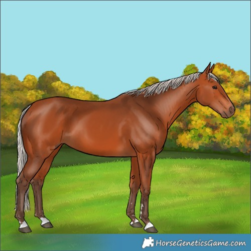 Horse Color:Silver Bay 