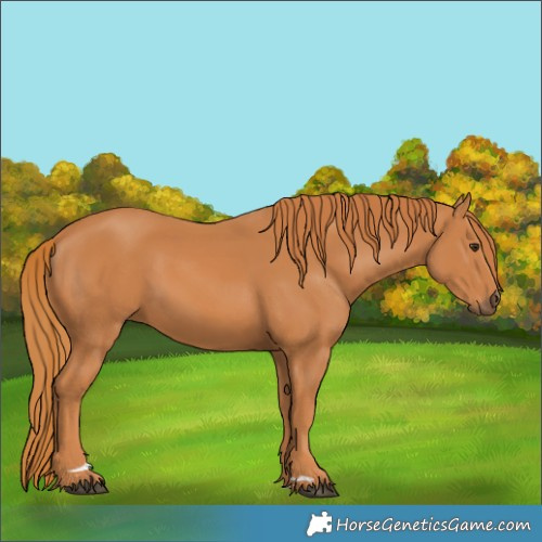 Horse Color:Chestnut 